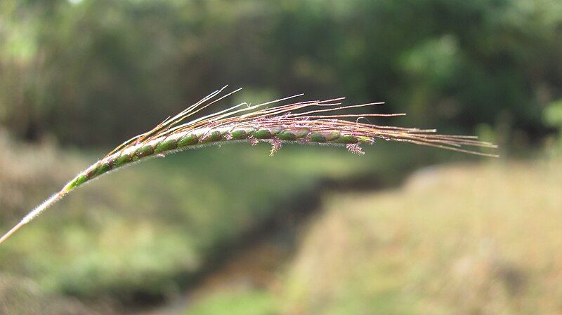 File:Dichanthium aristatum.jpg