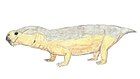 Diictodon feliceps