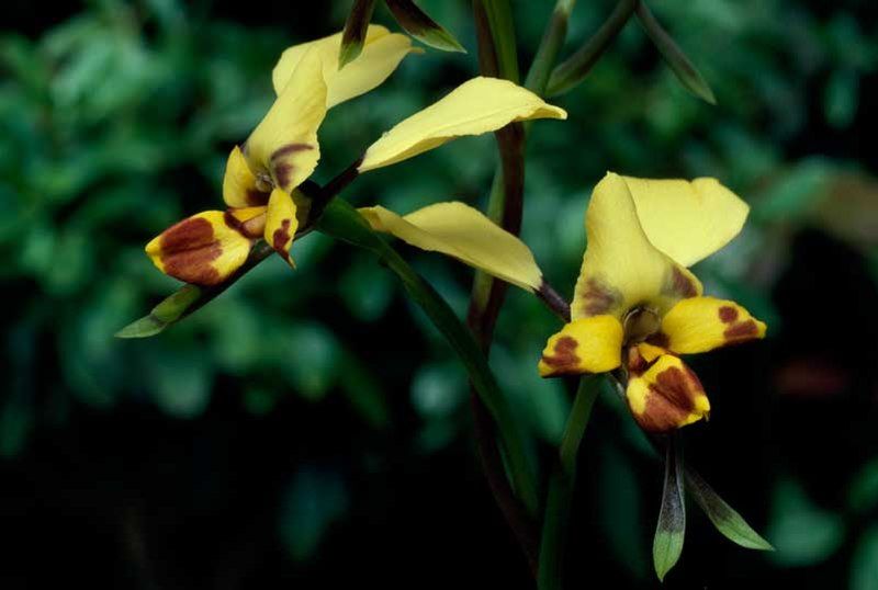 File:Diuris platichila.jpg