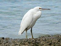 Eastern Reef Egret