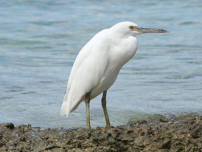 File:Eastern Reef Egret.jpg