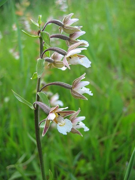 File:Epipactis palustris.jpeg