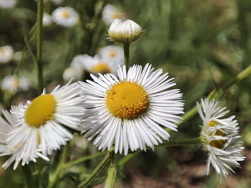 File:Erigeron strigosus flowers.jpg