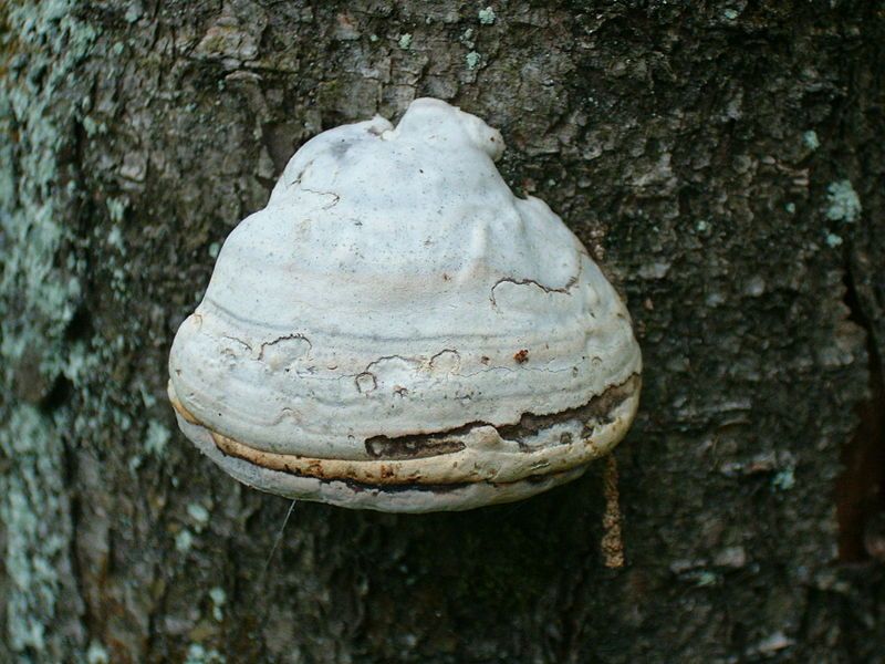 File:Fomes fomentarius 45113.jpg