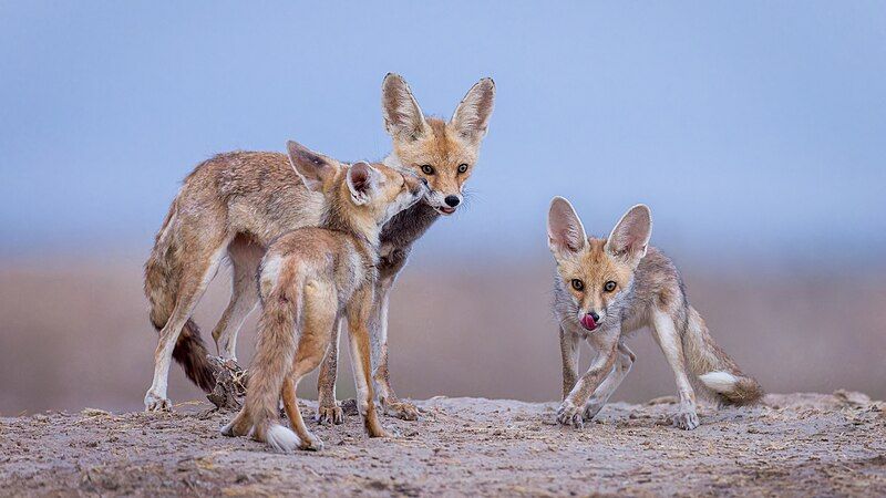 File:Fox family.jpg