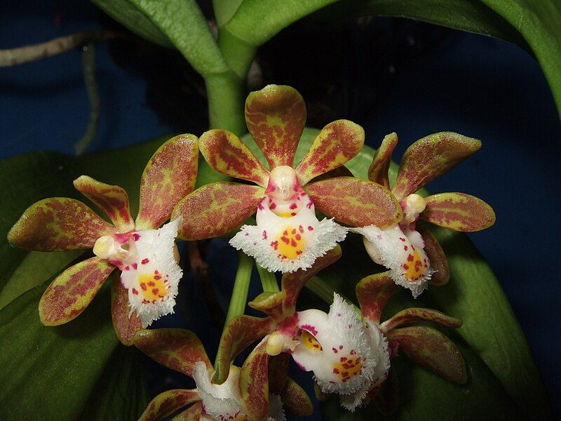 File:Gastrochilus dasypogon.jpg