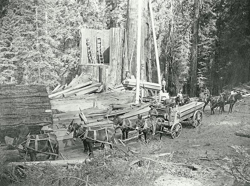 File:General-Noble-a-giant-sequoia-tree-in-Converse-Basin-Grove-loadingthewagon.jpg