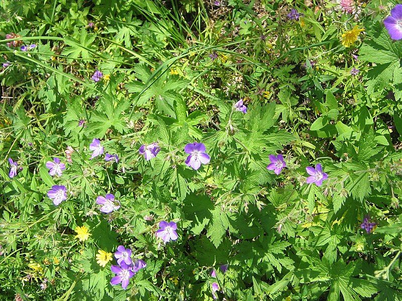 File:Geranium sylvaticum001.jpg