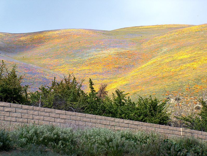 File:GormanCAwildflowers.jpg