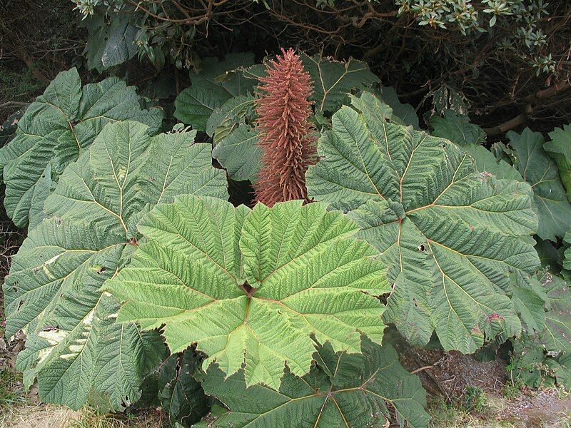 File:Gunnera insignis.jpg