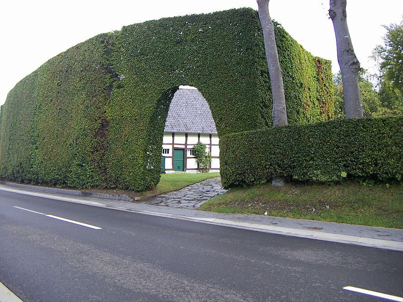 File:Höfen hecke1.jpg