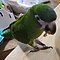 A Hahn's Macaw eating a scrap of foraged food.