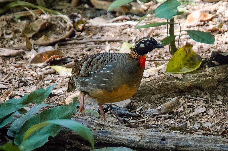 File:Hainan Partridge2.jpg