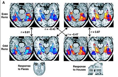 fMRI images from a study showing parts of the brain lighting up on seeing houses and other parts on seeing faces