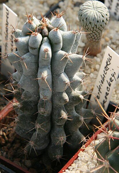 File:Hertrichocereus beneckei.jpg