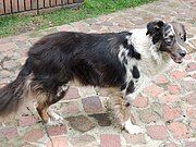 Australian Shepherd–Border Collie mixed-breed dog