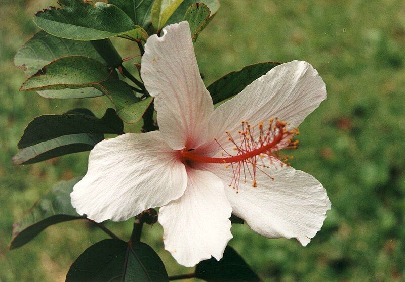 File:Hibiscus arnottianus1.jpg