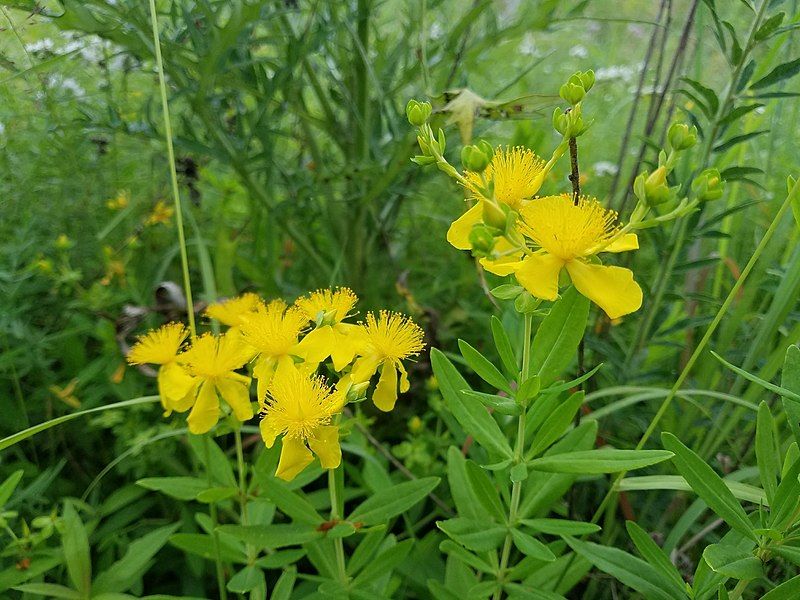 File:Hypericum swinkianum.jpg