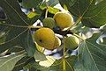 Sweet figs