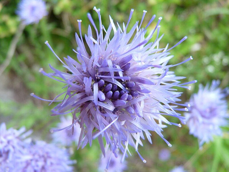 File:Jasione laevis (Hohneck).jpg