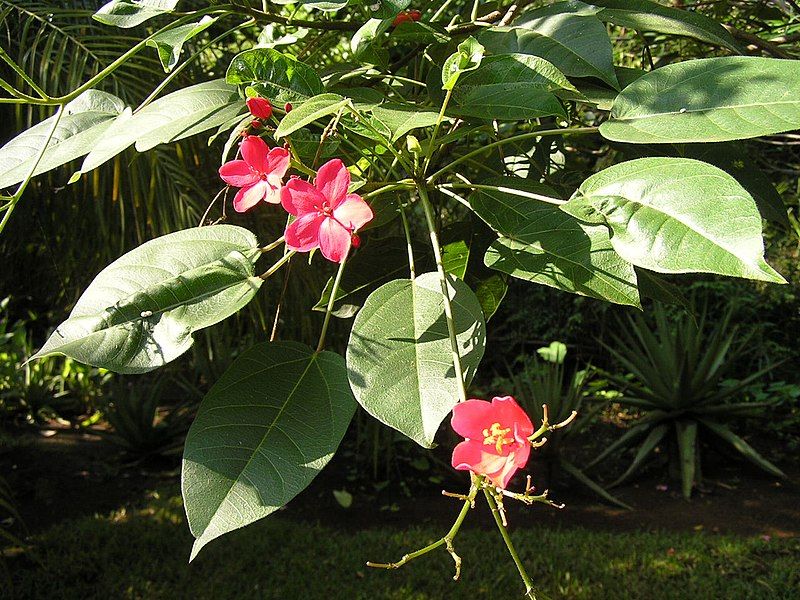 File:Jatropha integerrima 1.jpg