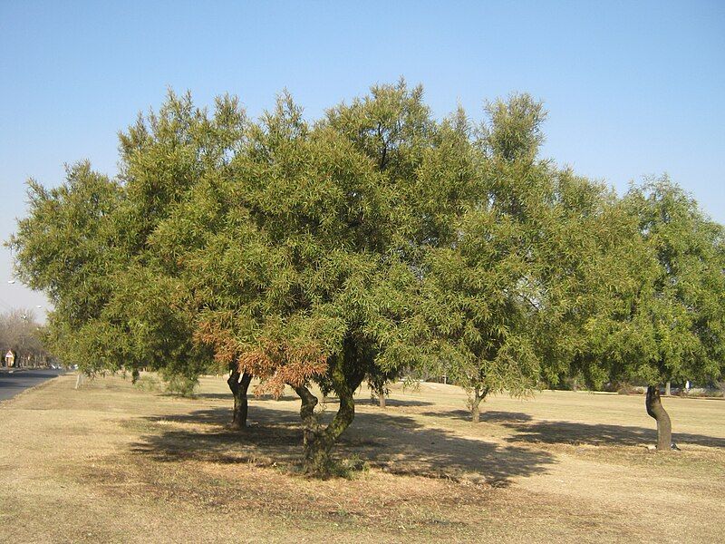 File:Karee Trees.jpg