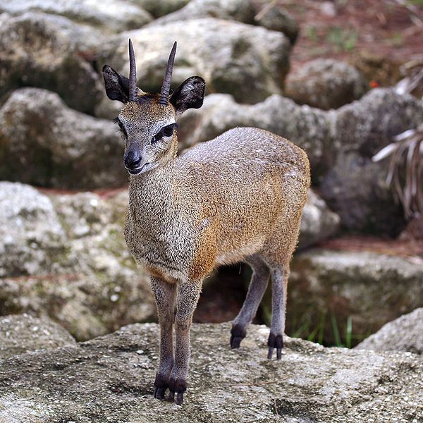 File:Klipspringer.jpg