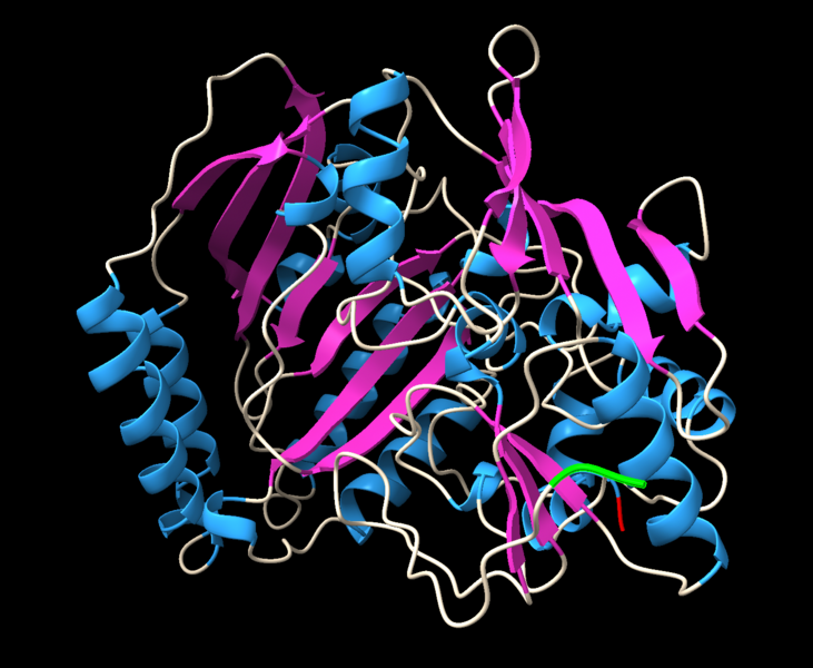 File:L-gulonolactone oxidase structure.png