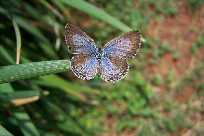 File:Lime blue UP.JPG