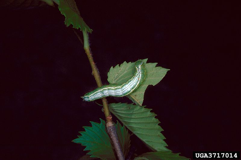 File:Lochmaeus bilineata larva1.jpg