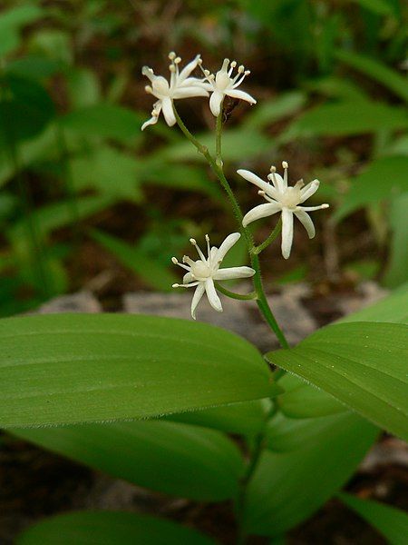 File:Maianthemum stellatum 15290.JPG