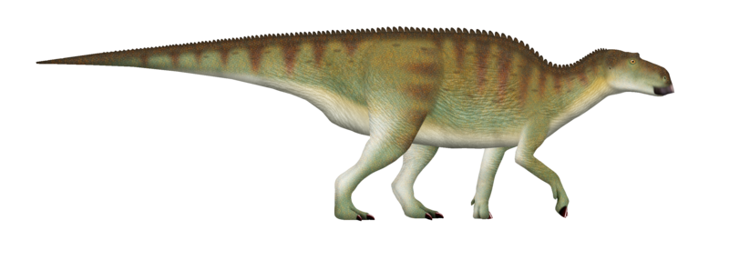 File:Maiasaura UDL.png