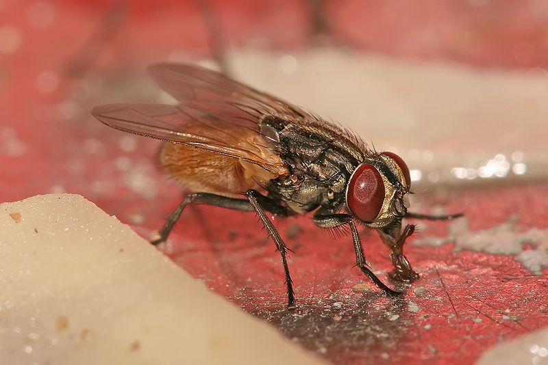 File:Musca domestica housefly.jpg