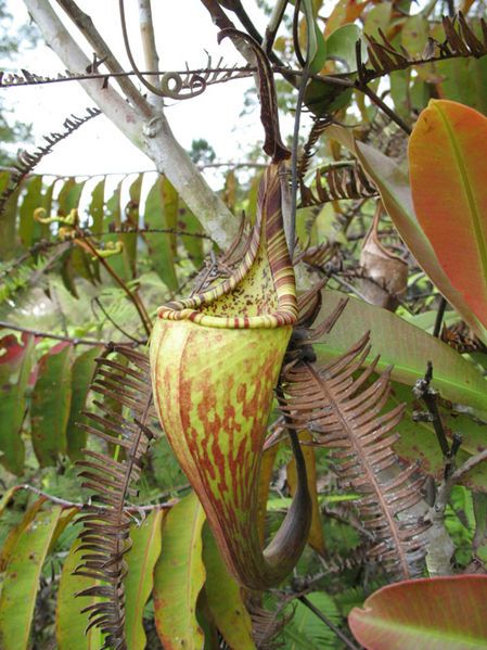 File:N.fusca up kinabalu.jpg