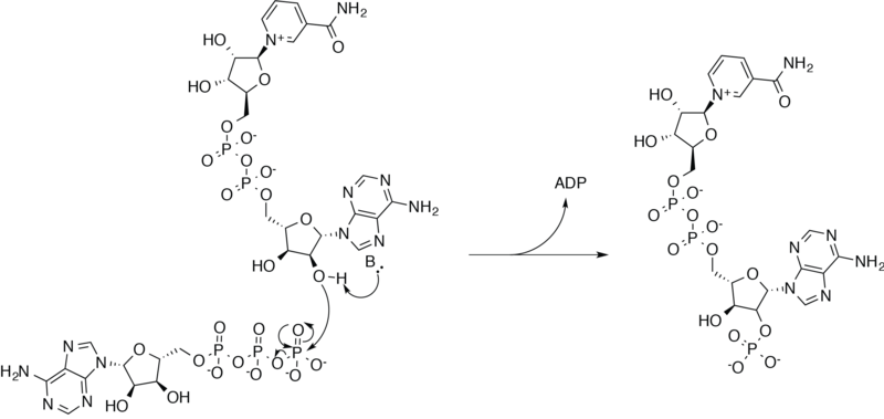 File:NADK mechanism.png