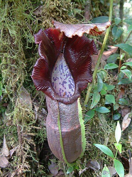 File:Nepenthes naga.jpg