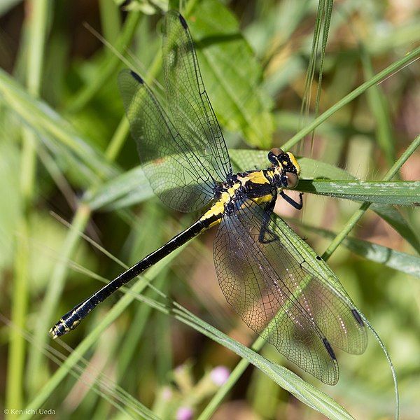 File:Octogomphus specularis 7384867.jpg