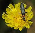 Oedemera croceicollis