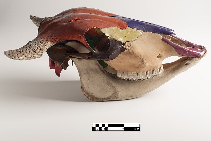 File:Ox skull.jpg