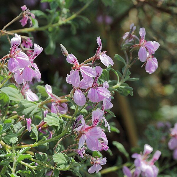 File:Pelargonium exstipulatum-IMG 0519.jpg