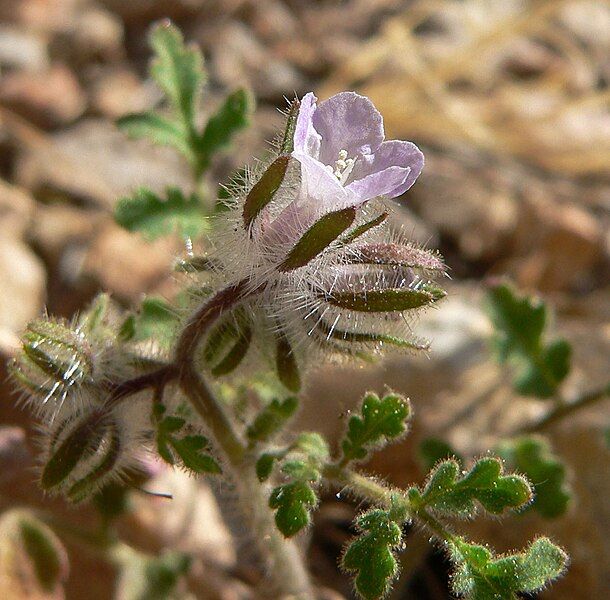 File:Phacelia cryptantha 3.jpg