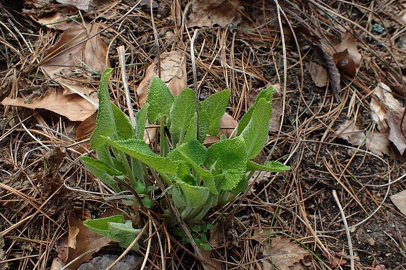 File:Phlomoides tuberosa kz01.jpg