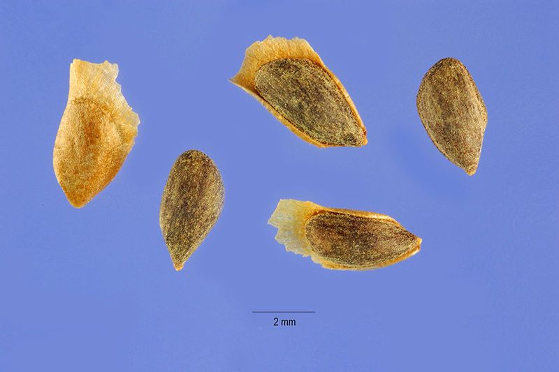 File:Picea pungens seeds.jpg