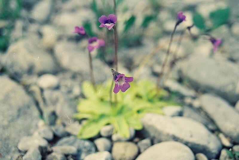 File:Pinguicula vulgaris 002.jpg