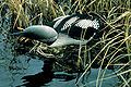 Arctic loon, Gavia arctica