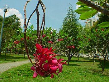 Orchids in Bedok Reservoir Park