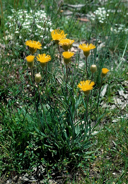 File:Podolepis hieracioides.png