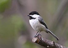 A black capped chickadee perched on a branch