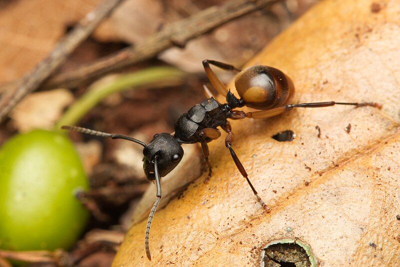 File:Polyrhachis maculata.jpg