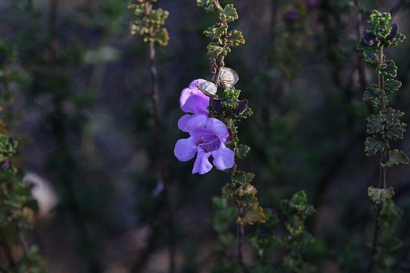 File:Prostanthera eckersleyana.jpg